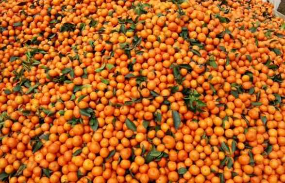 橘子如何存儲(chǔ)在保鮮冷庫(kù)中 橘子如何存儲(chǔ)在保鮮冷庫(kù)中