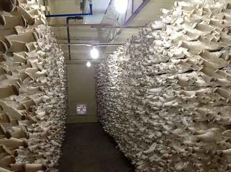 安裝一個(gè)100平蘑菇保鮮冷庫(kù)需要多少錢 安裝一個(gè)100平蘑菇保鮮冷庫(kù)需要多少錢