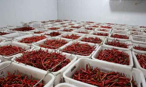 新鮮辣椒在冷庫中的保鮮技術要求
