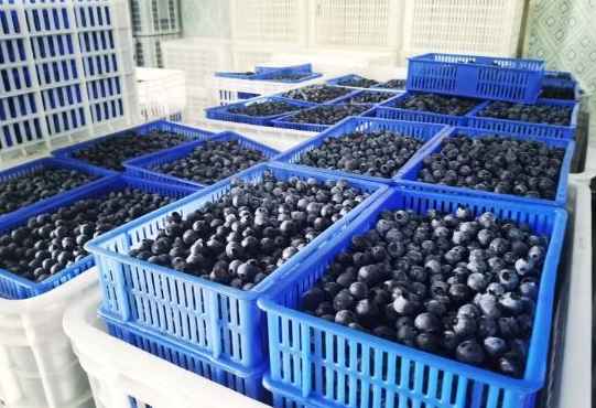 建造一個100平方藍莓保鮮冷庫要多少錢 建造一個100平方藍莓保鮮冷庫要多少錢