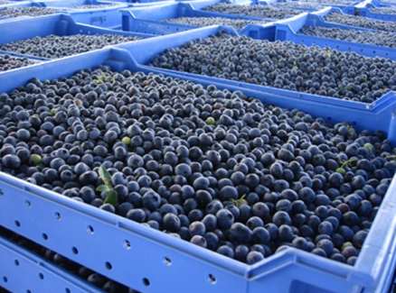 水果為什么要放冷庫保鮮保存 水果為什么要放冷庫保鮮保存