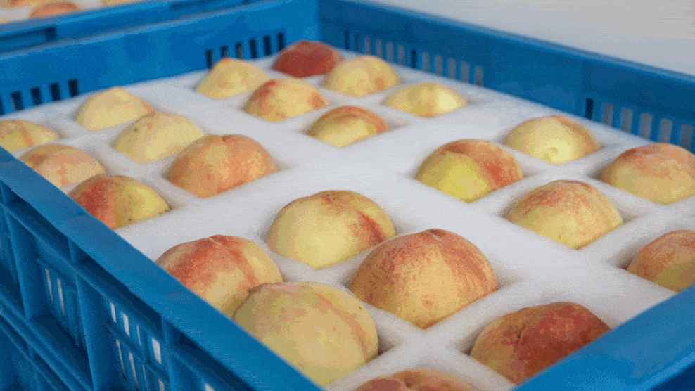 桃子冷庫的建造費用是多少錢 桃子冷庫的建造費用是多少錢