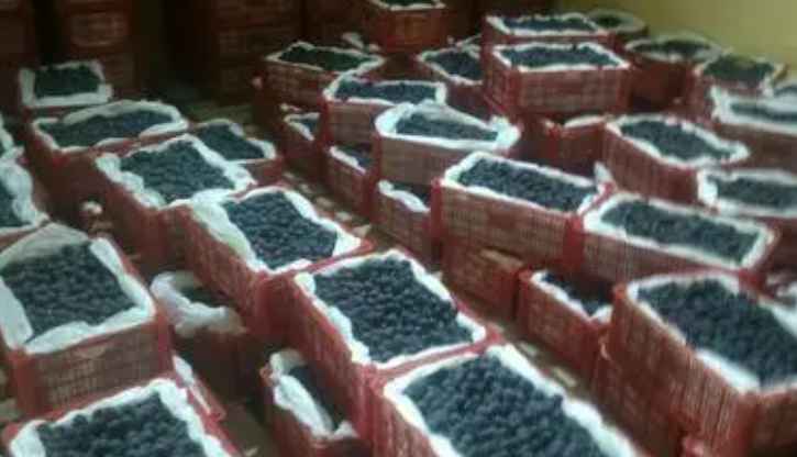 北京葡萄保鮮冷庫安裝多少錢 北京葡萄保鮮冷庫安裝多少錢