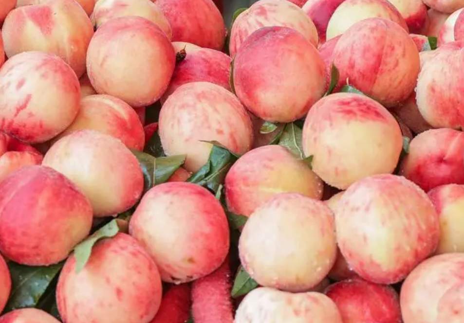 桃子在保鮮冷庫中怎么去存放？