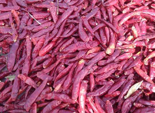 冷庫辣椒運(yùn)輸打冷多少度 冷庫辣椒運(yùn)輸打冷多少度